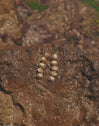 Pendientes Long Maris Acero Baño Oro